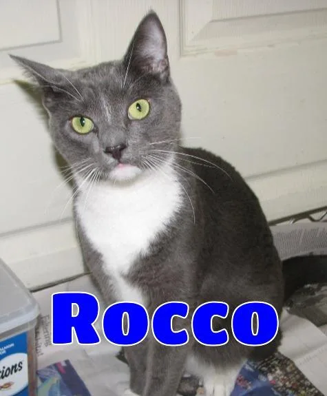 Rocco thumbnail 2
