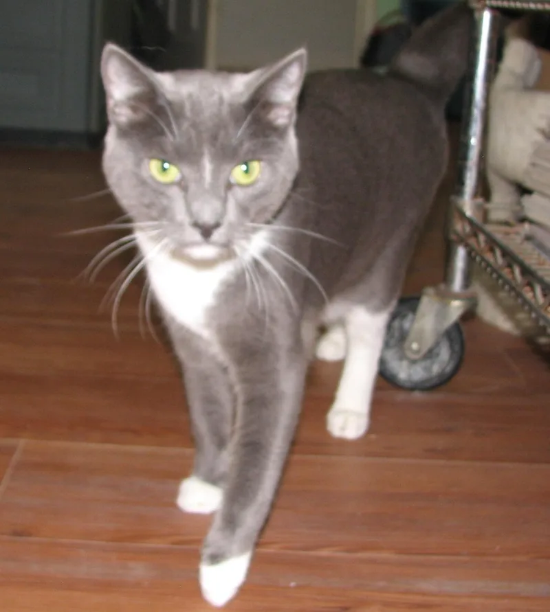 Rocco thumbnail 3