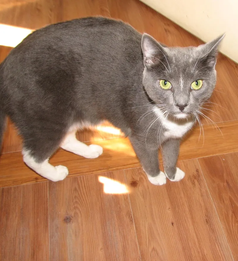 Rocco thumbnail 5