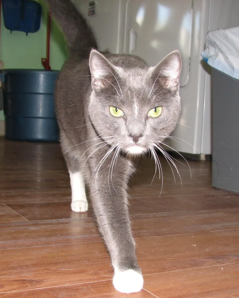 Rocco thumbnail 6
