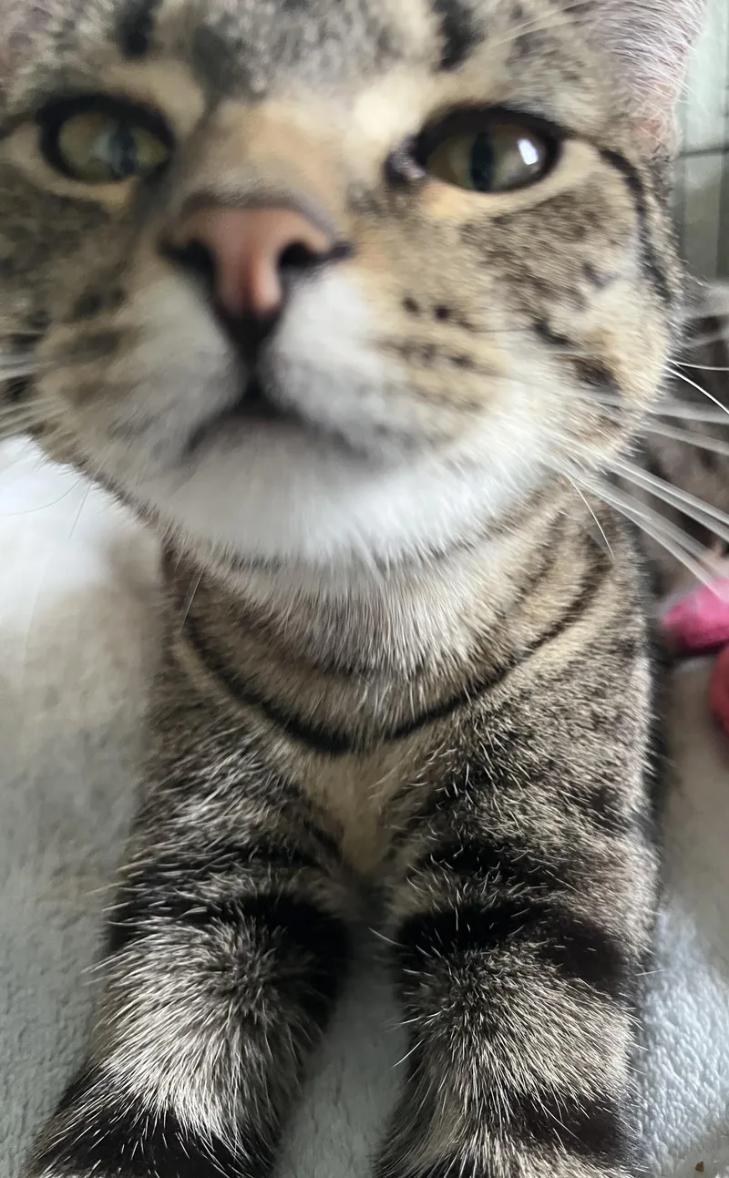 A baby medium-sized female Tabby (Brown / Chocolate) Domestic Short Hair cat named Beta And Gamma for adoption in Moline, IL
