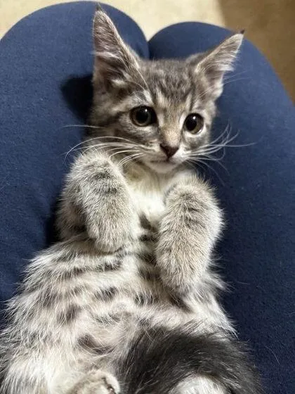 A baby small-sized unknown Domestic Short Hair cat named Salsa Verde for adoption in Hobart, IN