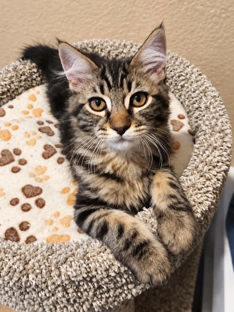 A baby medium-sized male Domestic Long Hair cat named June Bug for adoption in Carson City, NV