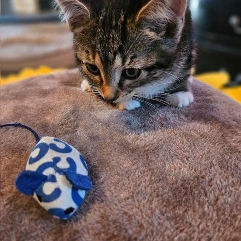 A baby small-sized female Tabby (Brown / Chocolate) Domestic Short Hair cat named Trinity for adoption in Hudsonville, MI