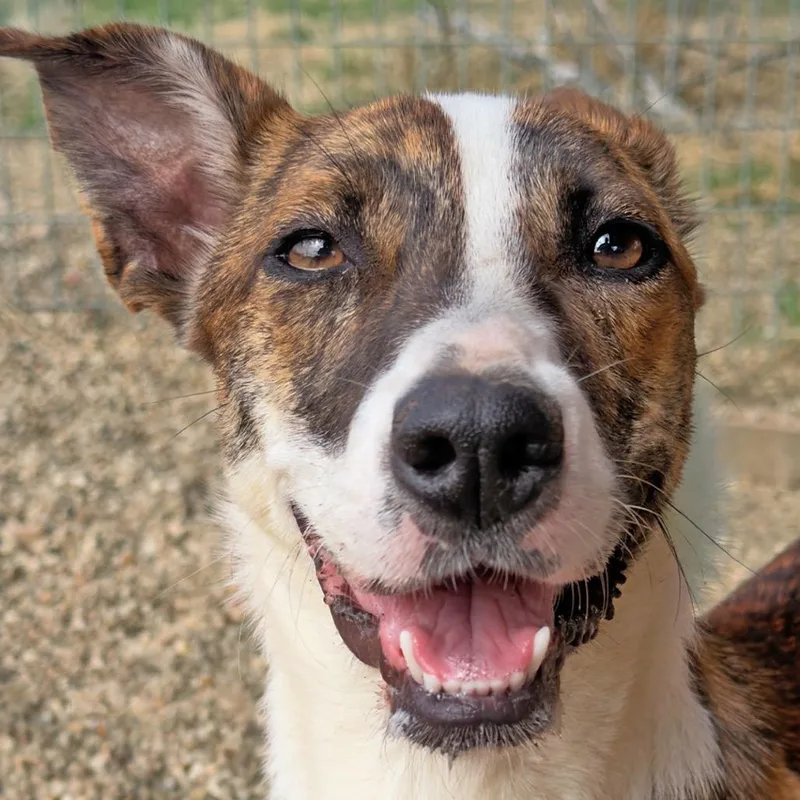 A young medium-sized female Brindle Mixed Breed dog named Kermie for adoption in Leander, TX