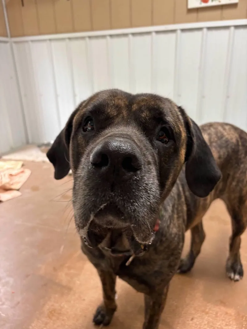 A senior large-sized female Brindle Mastiff dog named Ethel for adoption in South Charleston, OH