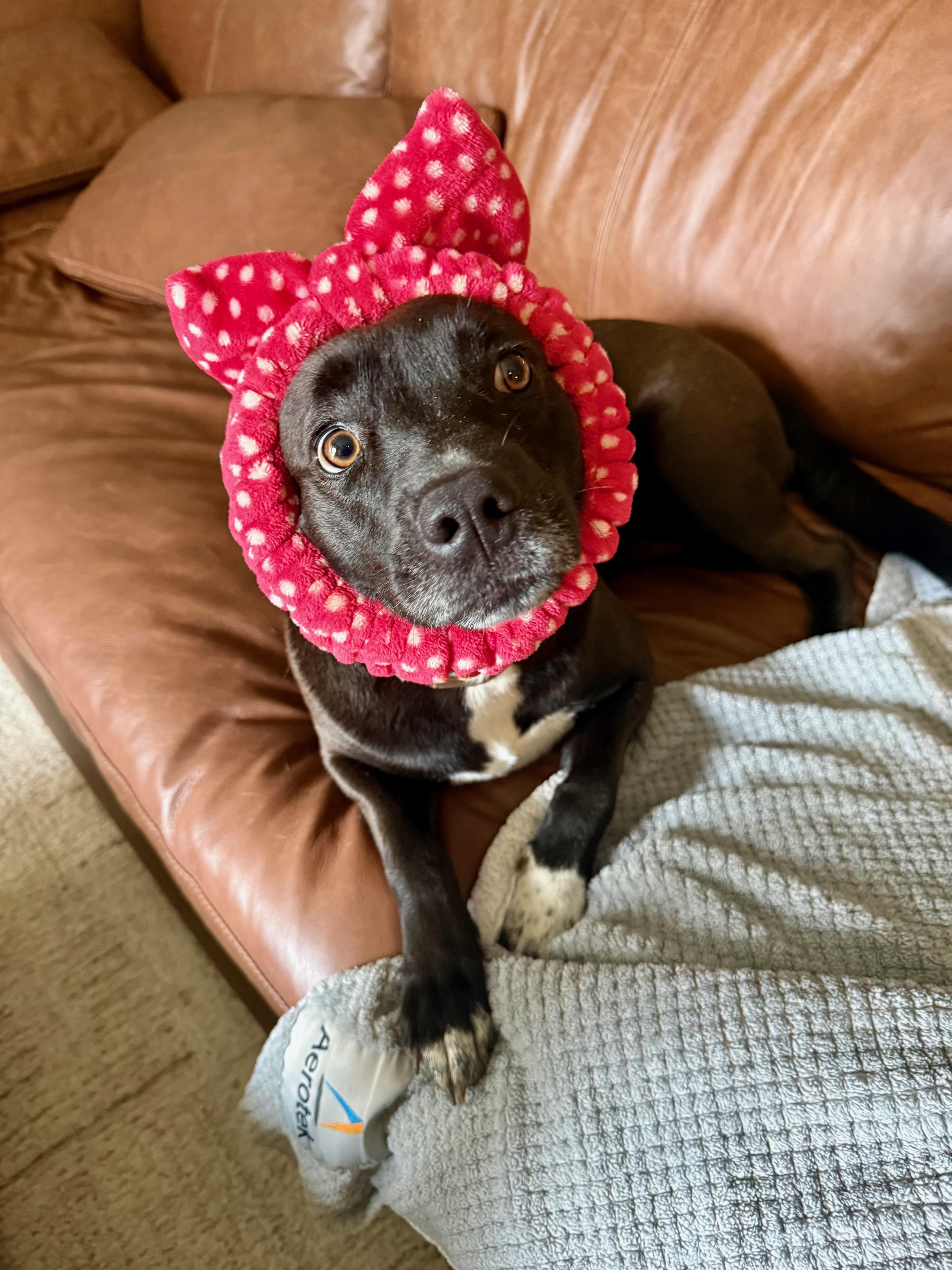 Luna Ms. Perfect thumbnail 3