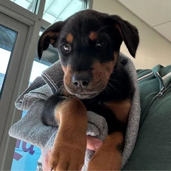 A baby medium-sized male Doberman Pinscher dog named Chappy for adoption in Walnut Creek, CA