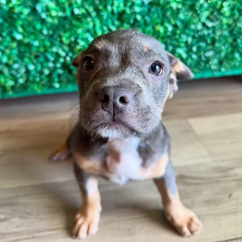 A baby medium-sized female American Bully dog named Pretzel for adoption in Henderson, NV