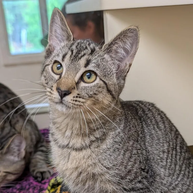 A young medium-sized male Black Domestic Short Hair cat named Kirk for adoption in Thomaston, ME