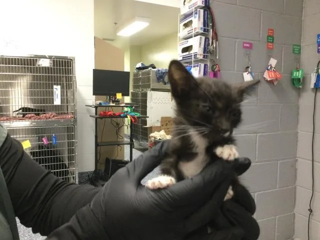 A baby small-sized female Domestic Short Hair cat named Pepper for adoption in Thousand Palms, CA