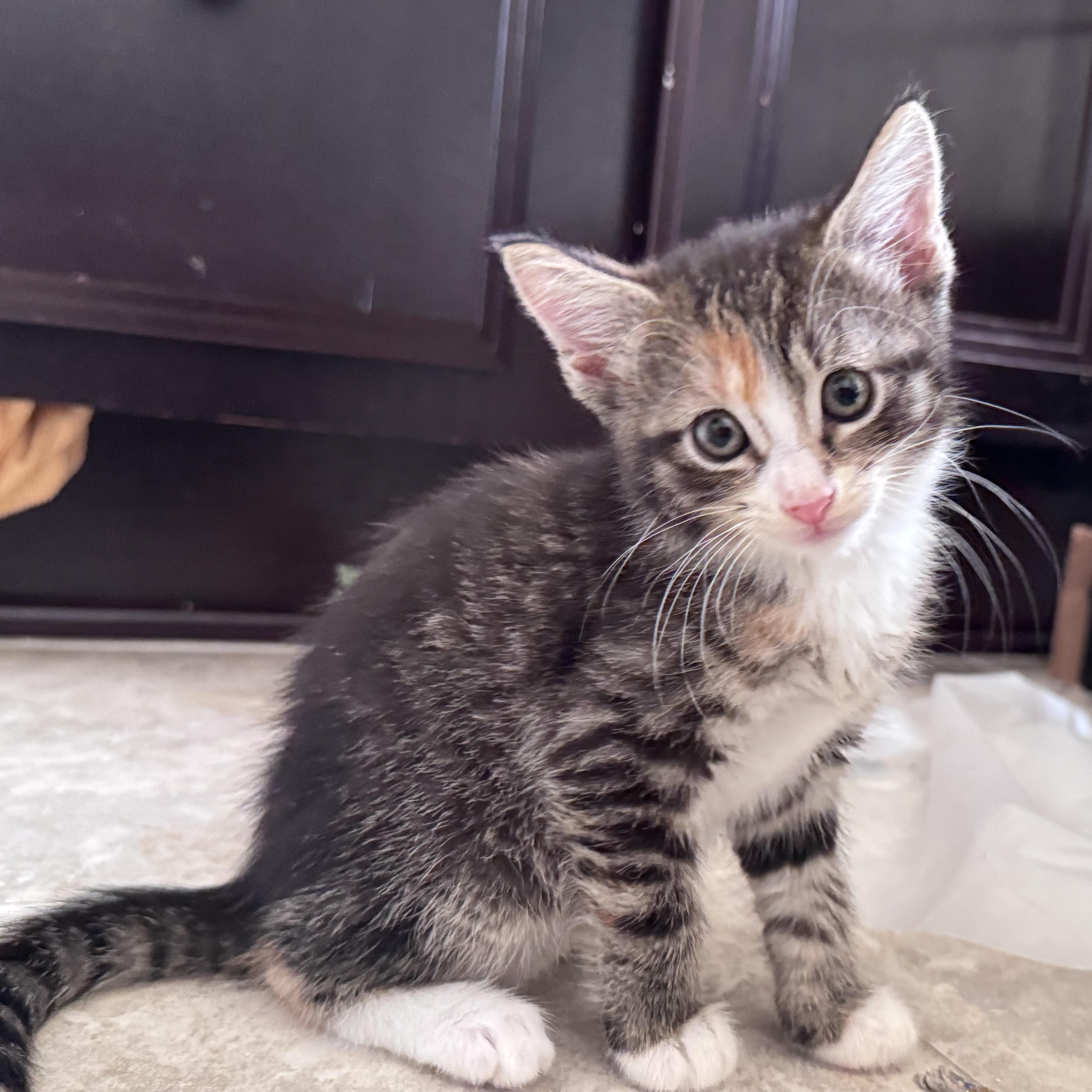 A baby medium-sized female Torbie cat named Toad for adoption in Woodbridge, VA