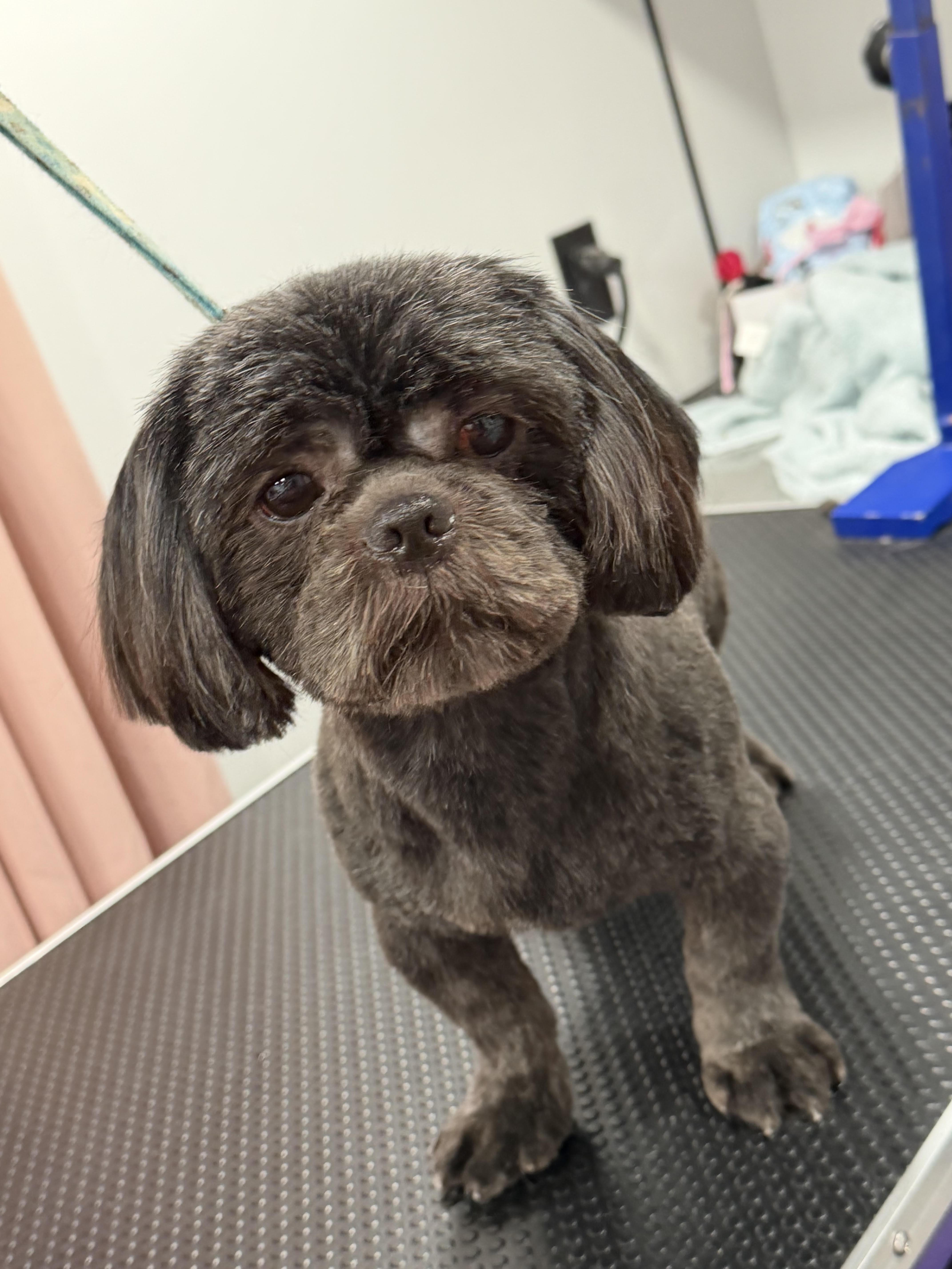 An adult small-sized male Shih Tzu dog named Bae for adoption in Baton Rouge, LA