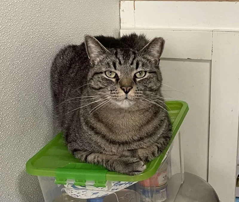 A young medium-sized male American Shorthair cat named Ollie for adoption in Greenville, SC