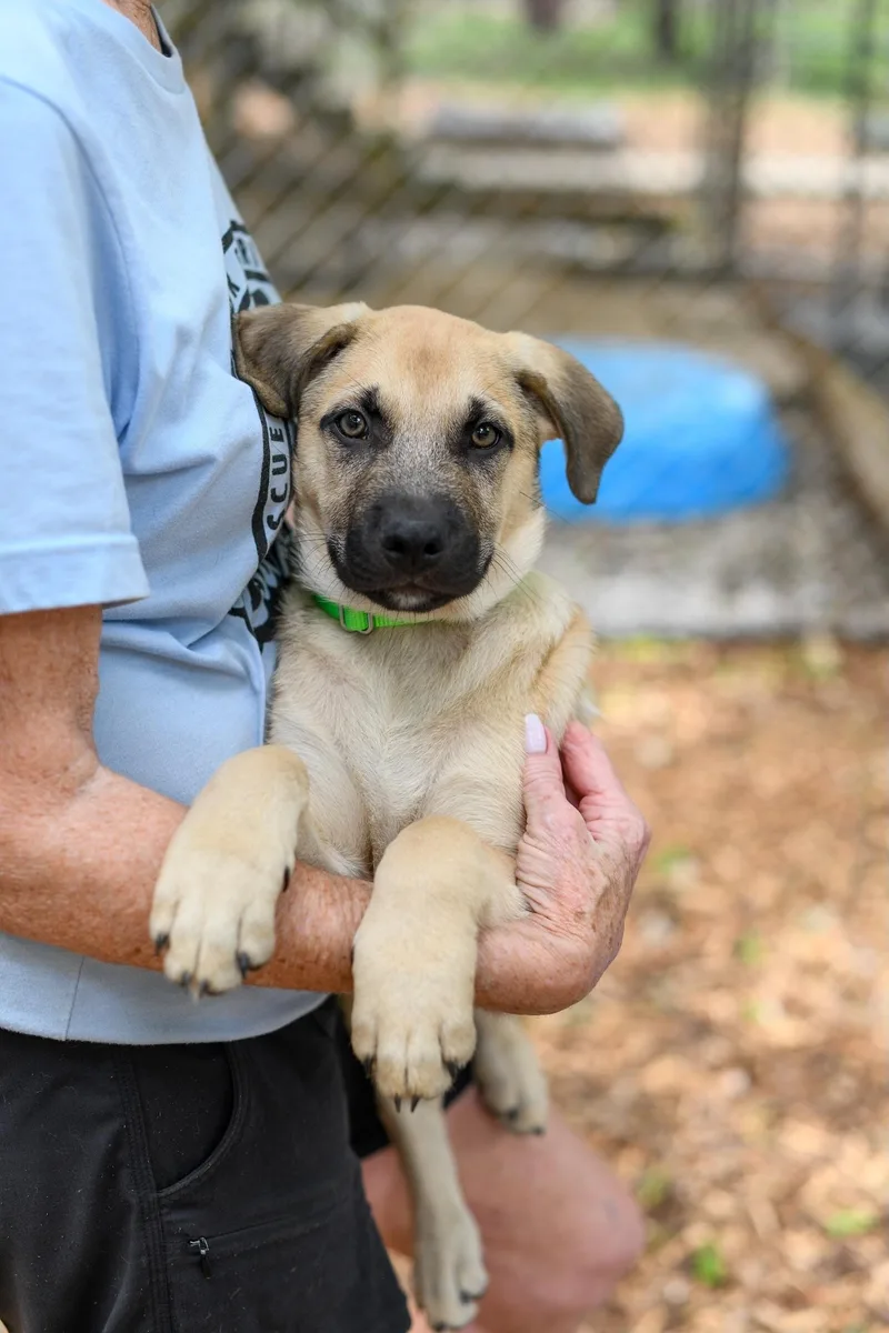 A baby medium-sized male Sable Mixed Breed dog named Scooby for adoption in BONIFAY, FL
