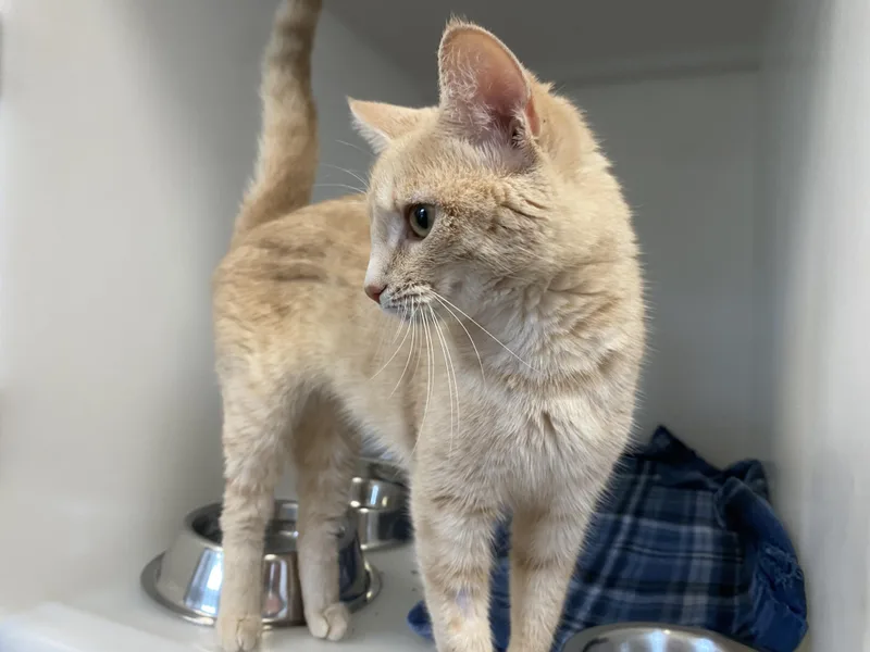 A young medium-sized female Cream Point Domestic Short Hair cat named Buffy for adoption in King George, VA