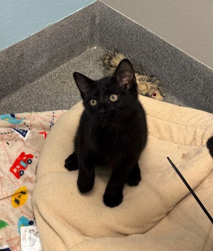 A young medium-sized male Black Domestic Short Hair cat named Salvador for adoption in Fort Collins, CO