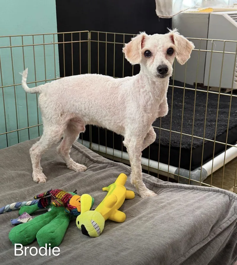 A baby small-sized male White / Cream Poodle dog named Brodie for adoption in Ozone Park, NY
