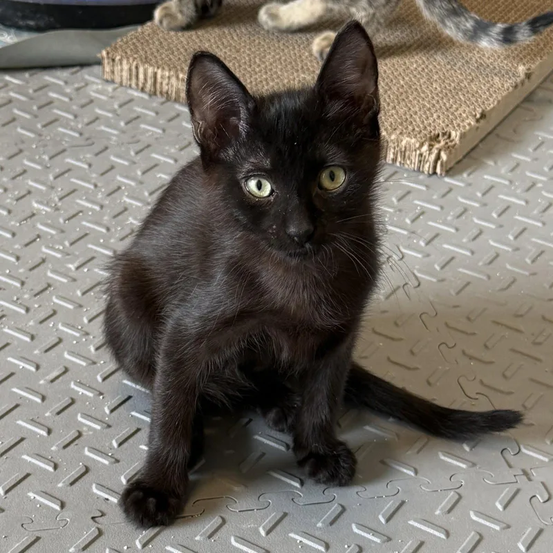 A baby medium-sized male Black Domestic Short Hair cat named Cap for adoption in St. Cloud, FL