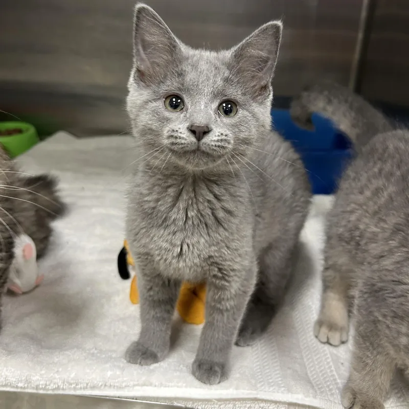 A baby medium-sized female Gray / Blue / Silver Domestic Short Hair cat named Martians Of for adoption in La Grange Park, IL