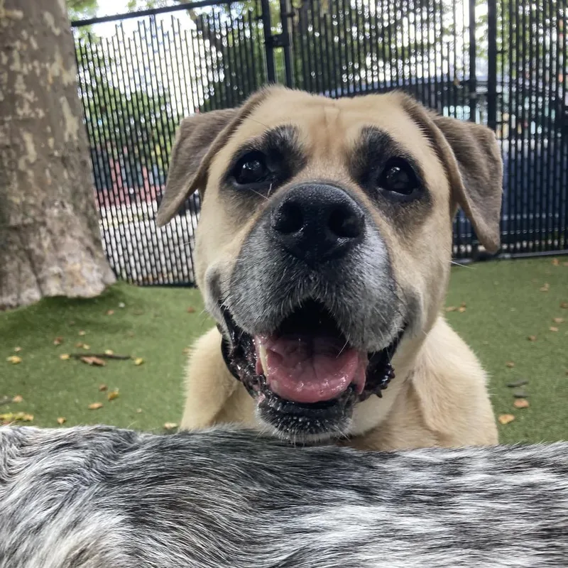 A senior extra large-sized female Yellow / Tan / Blond / Fawn Mixed Breed dog named Mosie for adoption in Providence, RI