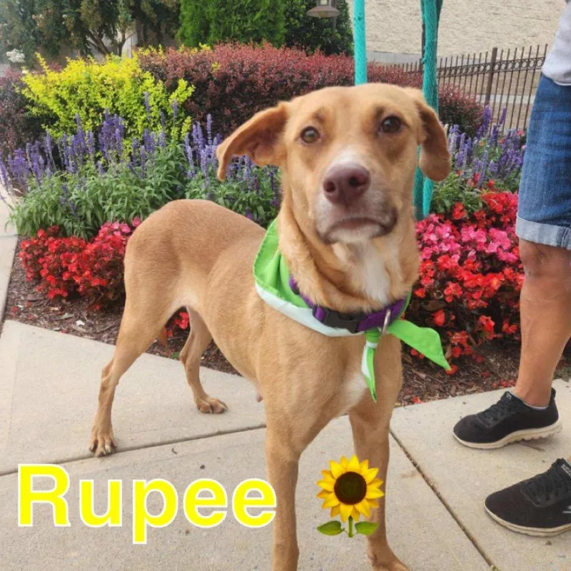 Rupee