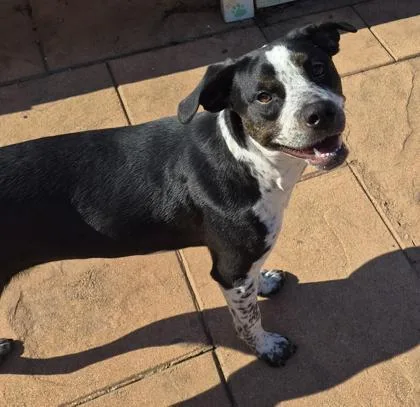 A young medium-sized female Catahoula Leopard Dog dog named Lacy for adoption in Shreveport, LA