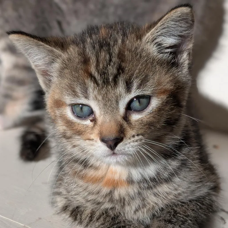 A baby small-sized female Domestic Short Hair cat named Crumb for adoption in Portage, MI