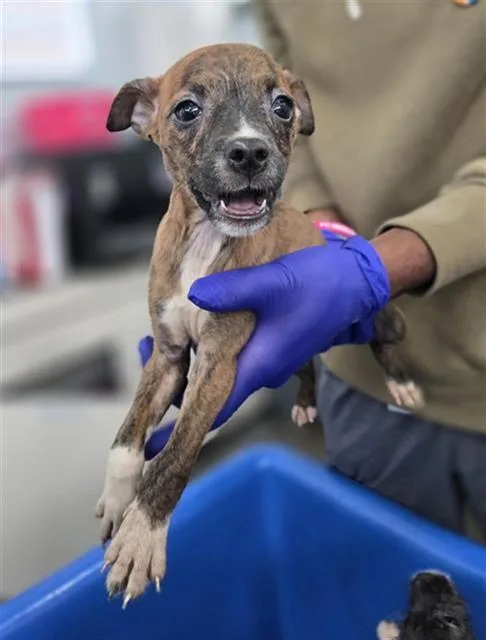 A young small-sized female Chihuahua dog named Hazelnut for adoption in Portland, ME