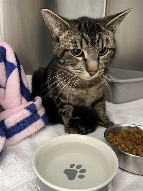 An adult small-sized female Domestic Short Hair cat named Tucker for adoption in Santa Cruz, CA