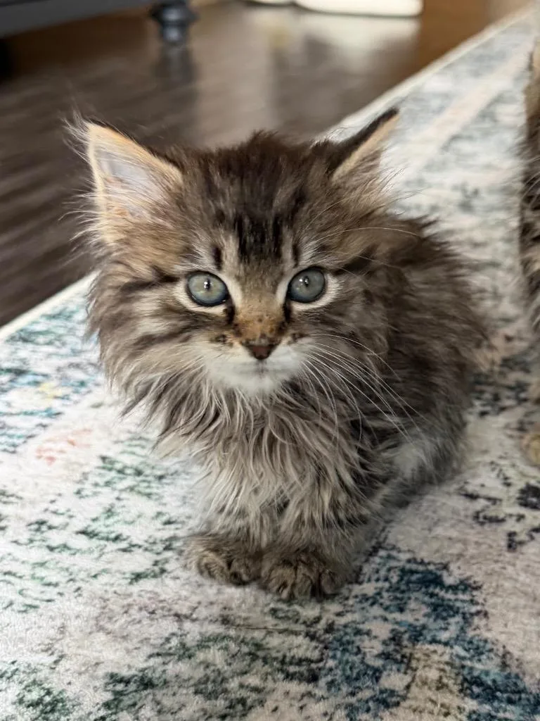 A baby medium-sized female Domestic Short Hair cat named Oatmeal Cream Pie for adoption in Fort Lupton, CO