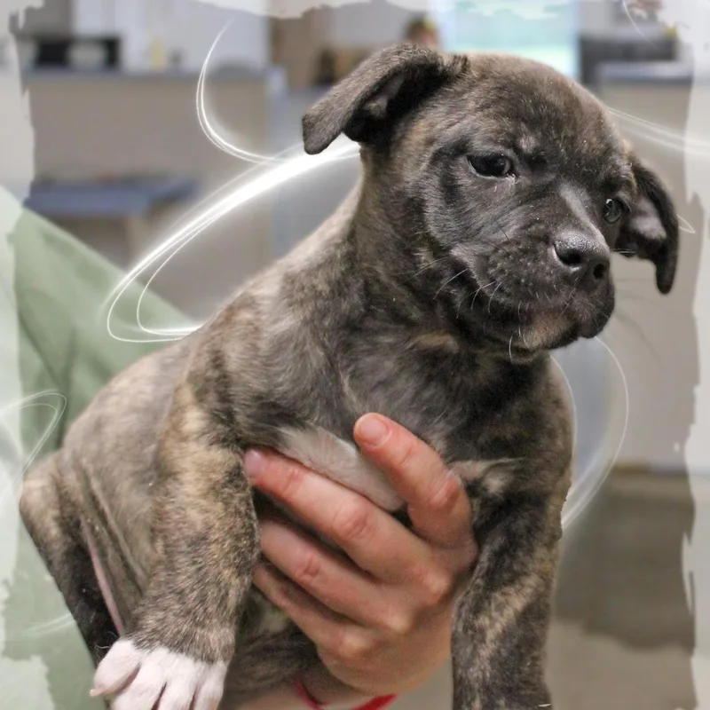 A baby medium-sized female Brindle Mixed Breed dog named Willow for adoption in Amelia, OH