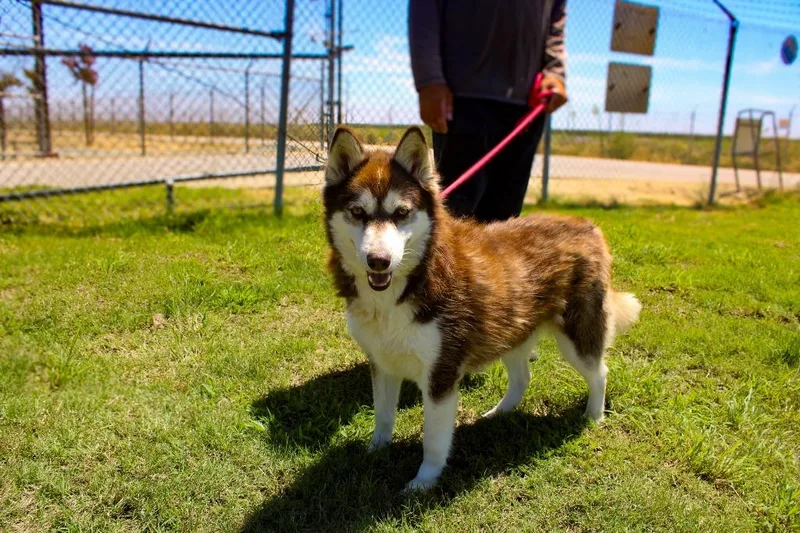 An adult large-sized male Husky dog named Juan for adoption in McFarland, CA