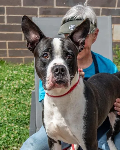 An adult large-sized male Mixed Breed dog named Undertow for adoption in Chamblee, GA