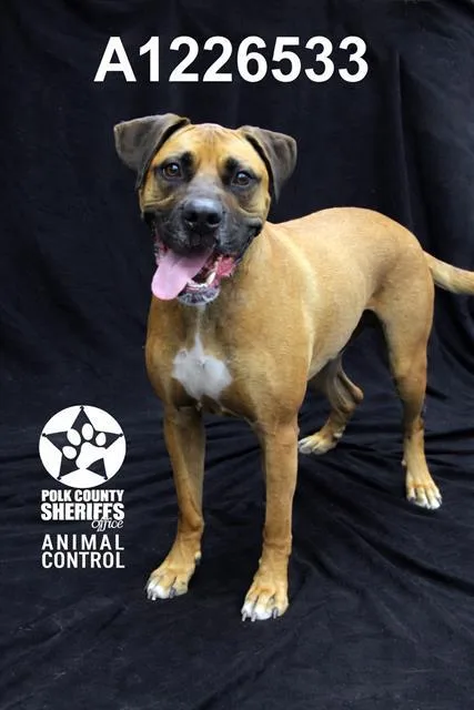 An adult large-sized male Boxer dog named Bruizer for adoption in Winter Haven, FL