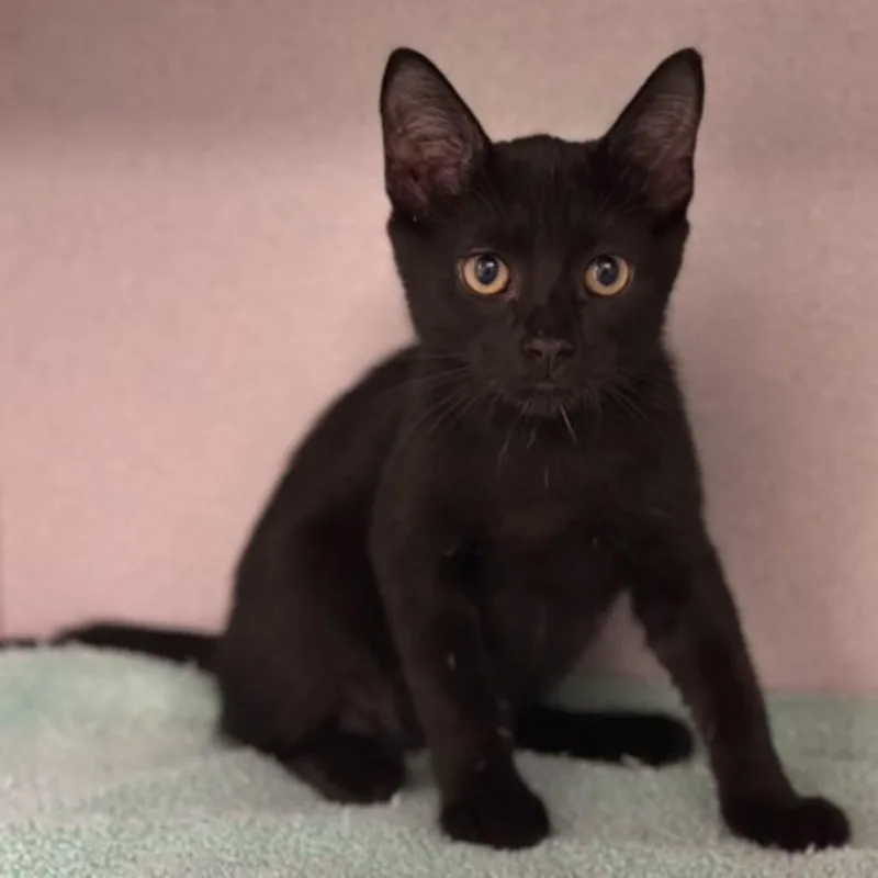 Binx
