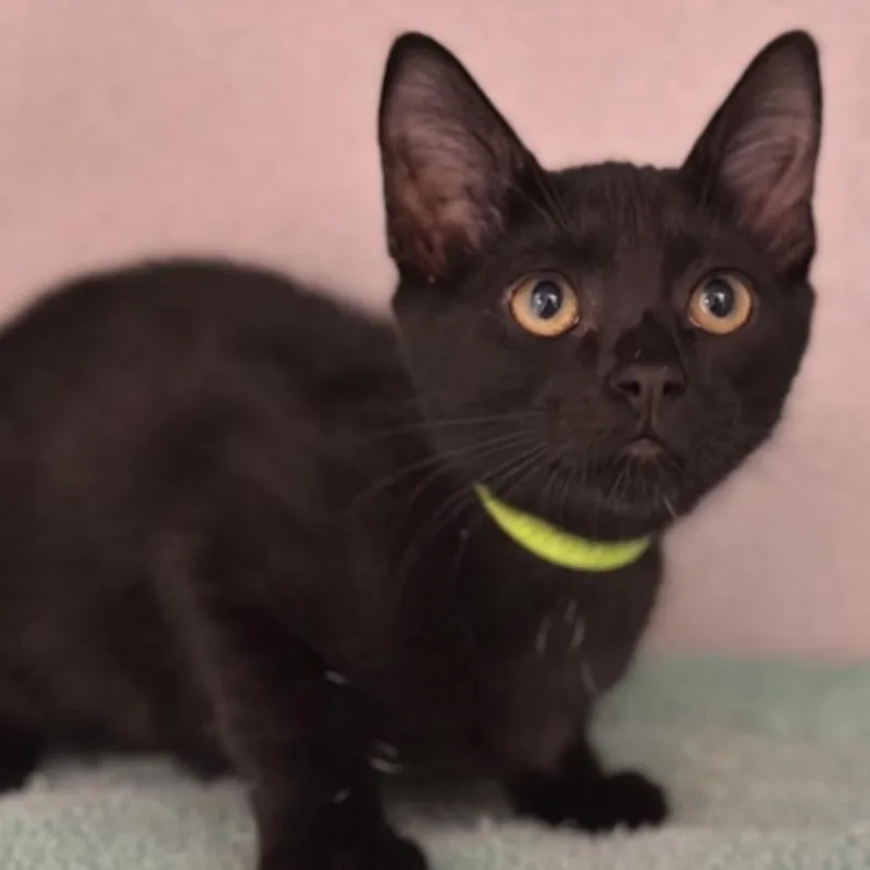 Binx thumbnail 2