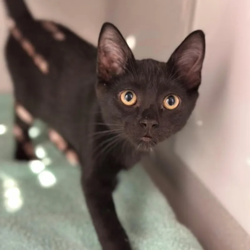 Binx thumbnail 3