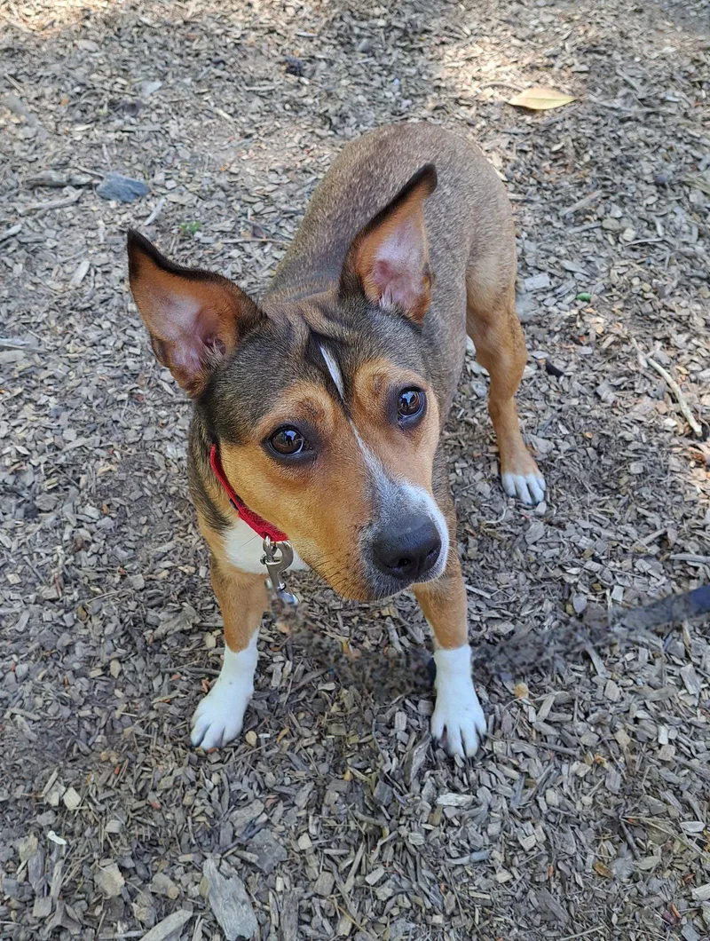 Primrose thumbnail 2