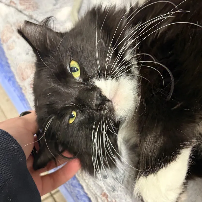 An adult large-sized male Black Domestic Long Hair cat named Leo for adoption in Newark, NJ
