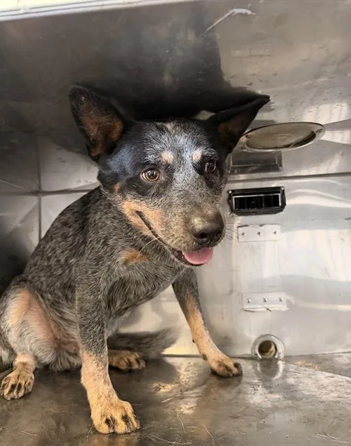 A young medium-sized male Mixed Breed dog named Noel for adoption in Dallas, TX
