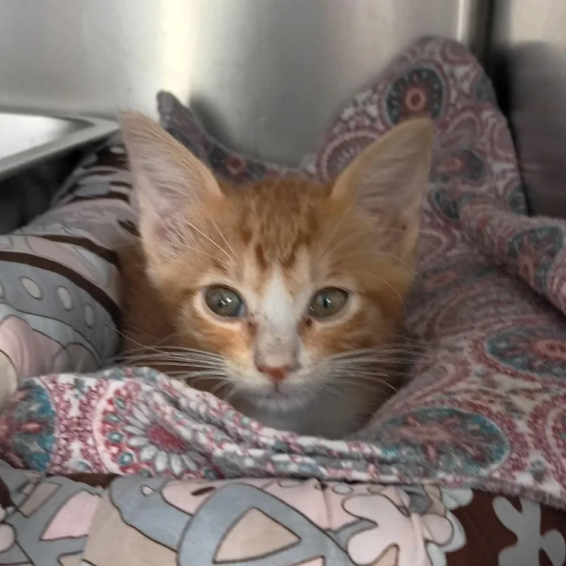 A baby small-sized male Orange / Red Domestic Short Hair cat named Pumpkin for adoption in Springtown, TX