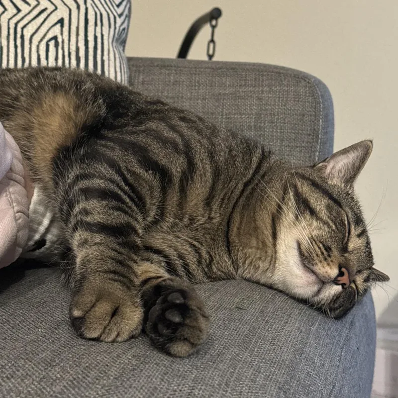 An adult extra large-sized male Brown / Chocolate Domestic Short Hair cat named Hunky for adoption in Riverside, CA