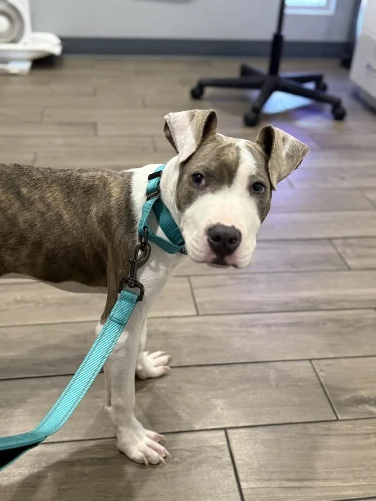 A baby large-sized male Pit Bull Terrier dog named Wally for adoption in Irwin, PA