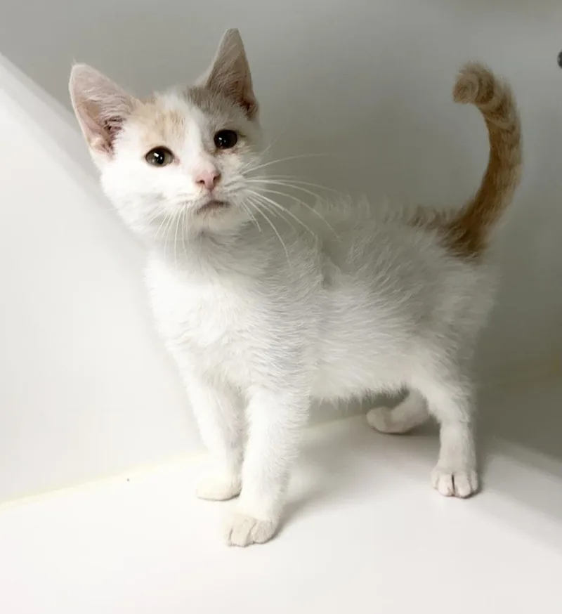 A baby small-sized male Domestic Short Hair cat named Thomas for adoption in Rochester, IN