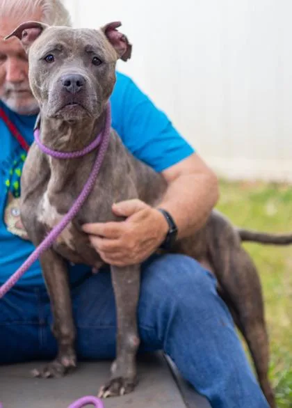 A senior large-sized female Mixed Breed dog named Corinthia for adoption in Chamblee, GA