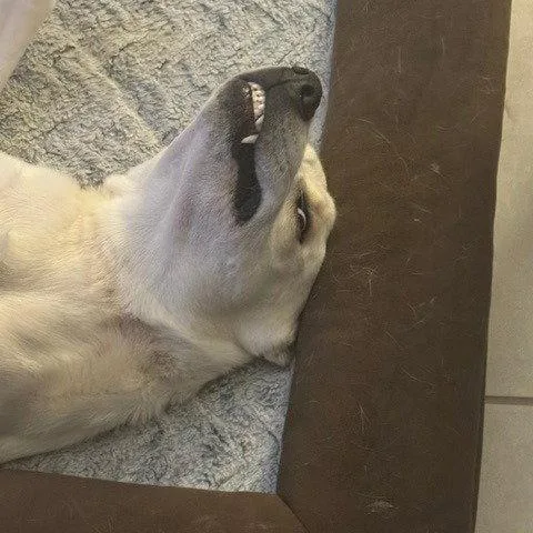 An adult large-sized female Retriever dog named Freya V for adoption in Dallas, TX