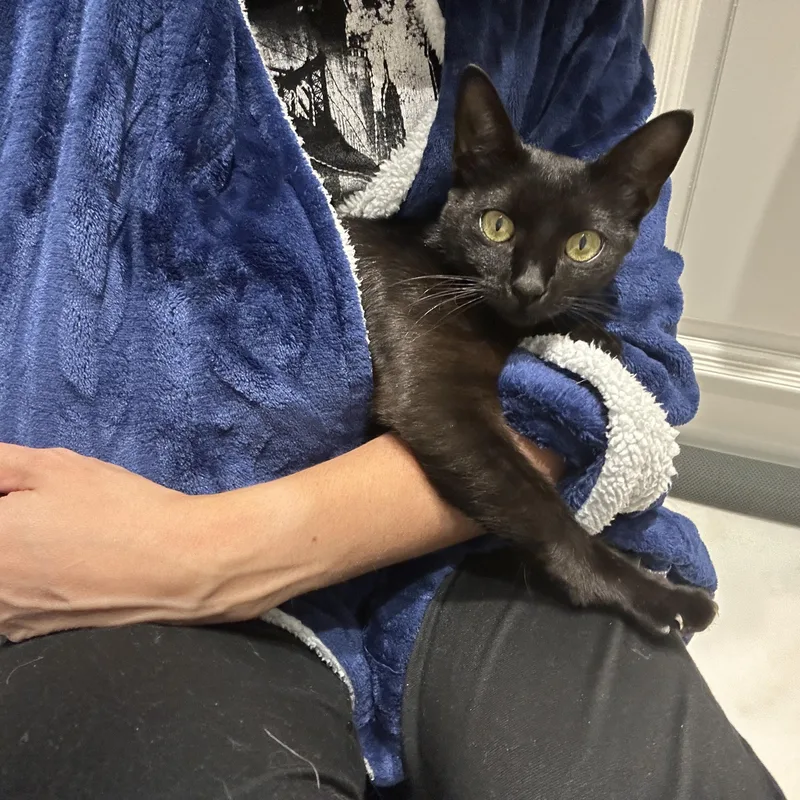 A baby small-sized female Black Domestic Short Hair cat named Stella for adoption in Coconut Creek, FL