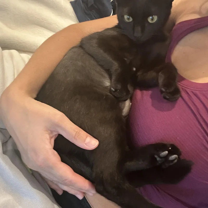 Stella thumbnail 5