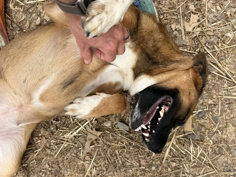 A young medium-sized female German Shepherd Dog dog named Stella for adoption in Shreveport, LA